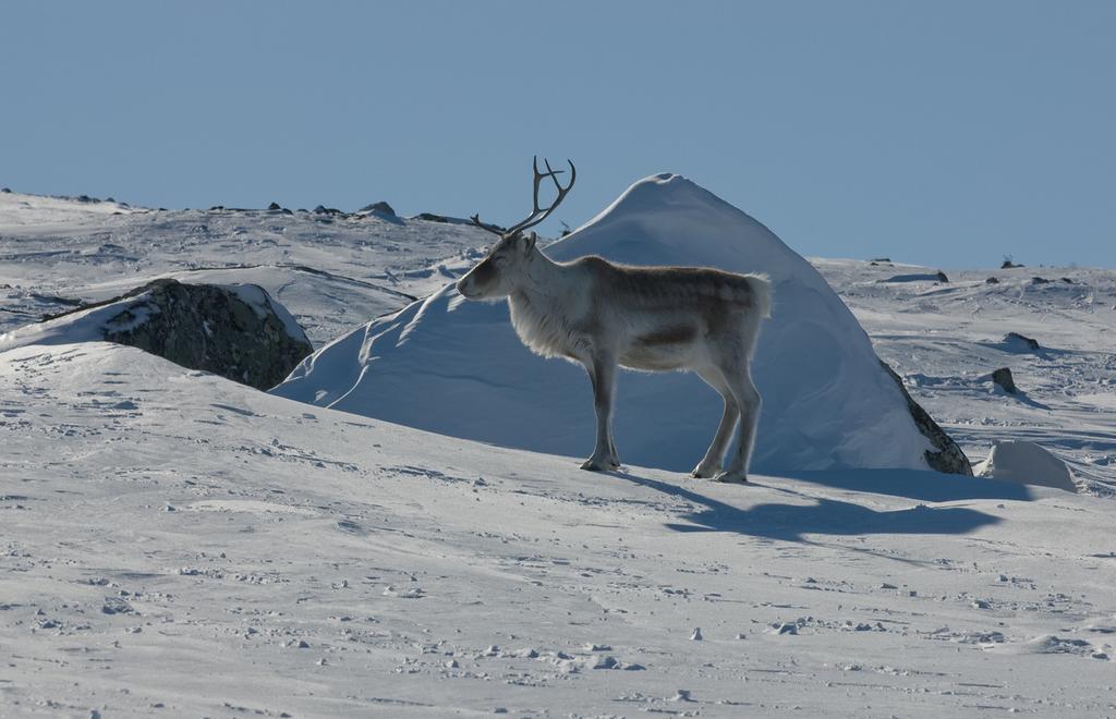 En Kilpisjärvi verás más renos que personas.