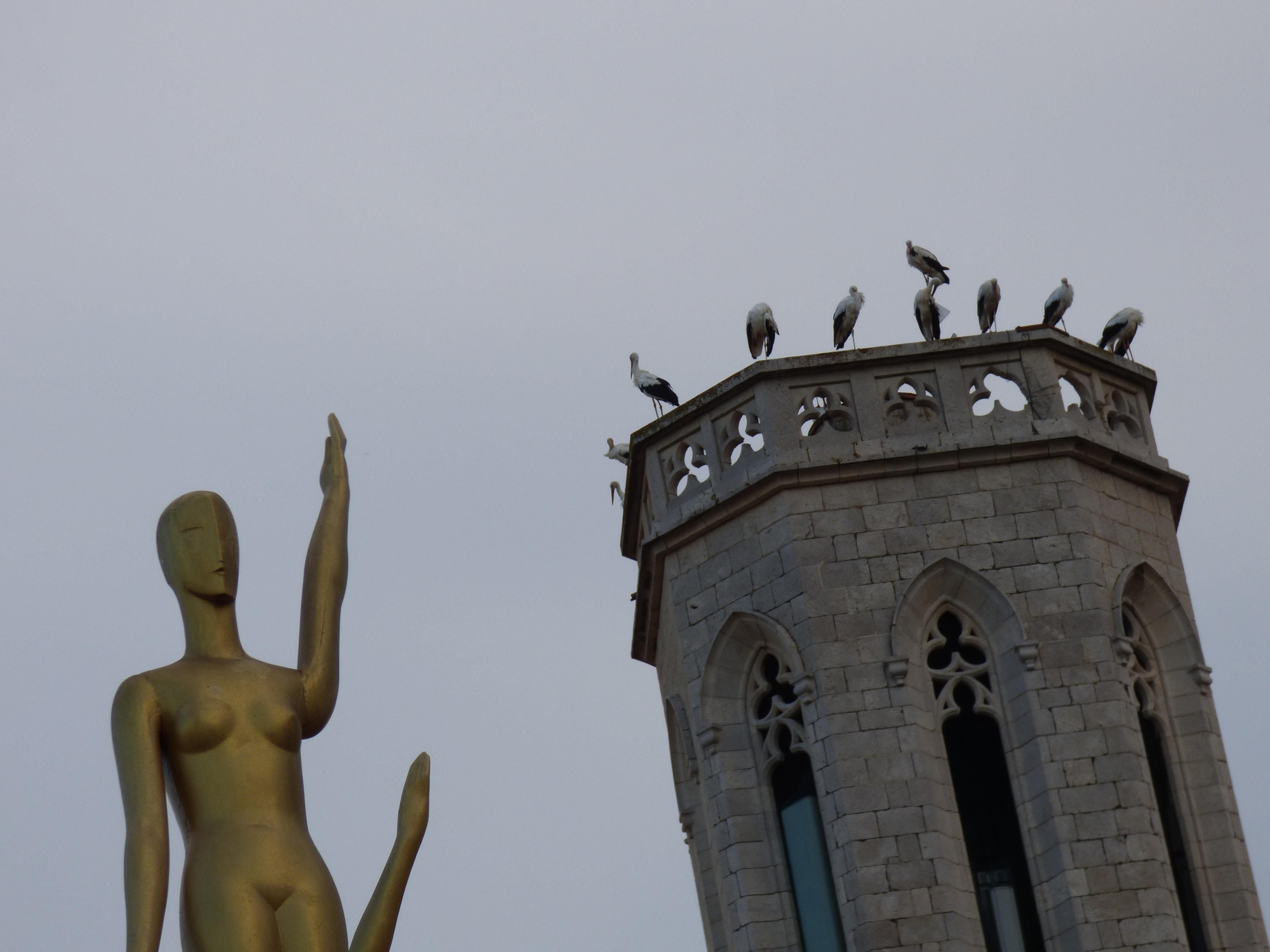 Un estol de cigonyes fa parada a Figueres