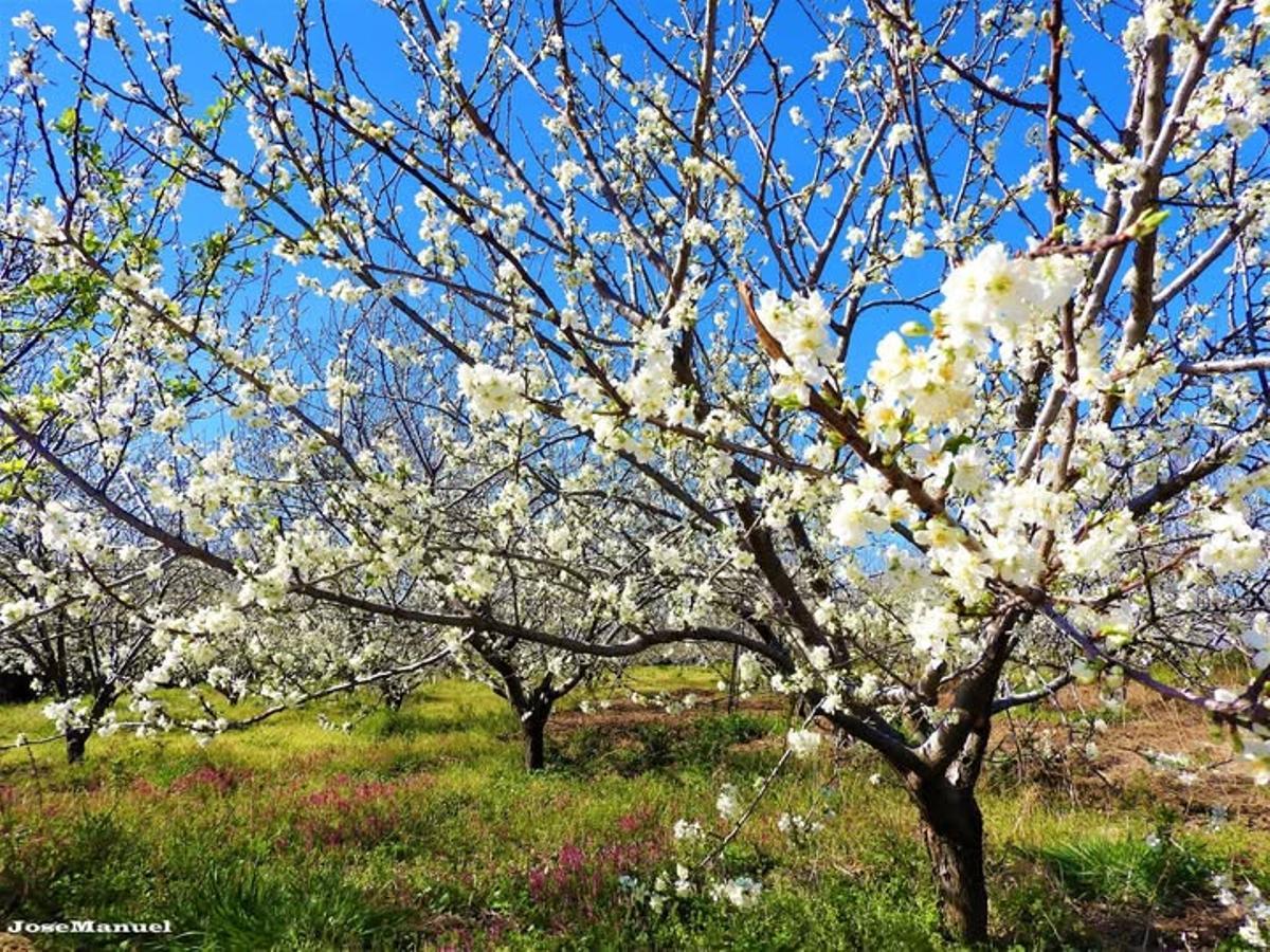 Cerezos en flor del Valle del Ambroz.