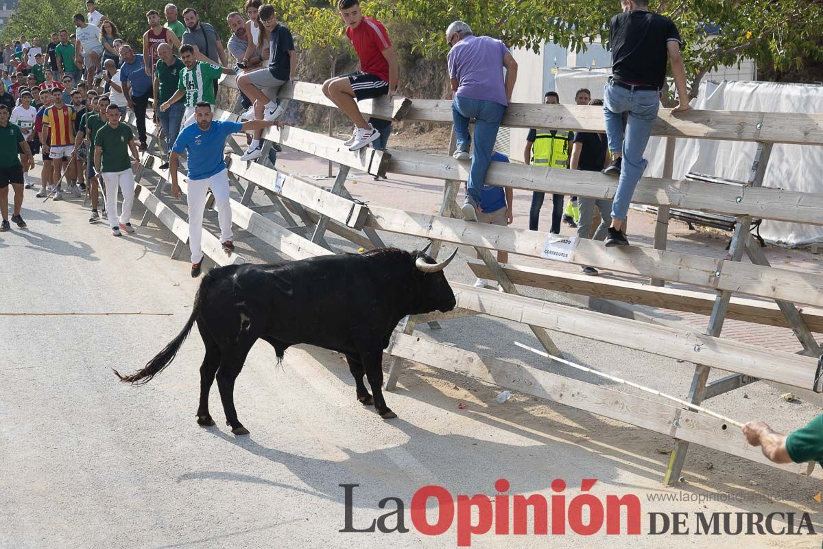 Quinto encierro de la Feria Taurina del Arroz en Calasparra