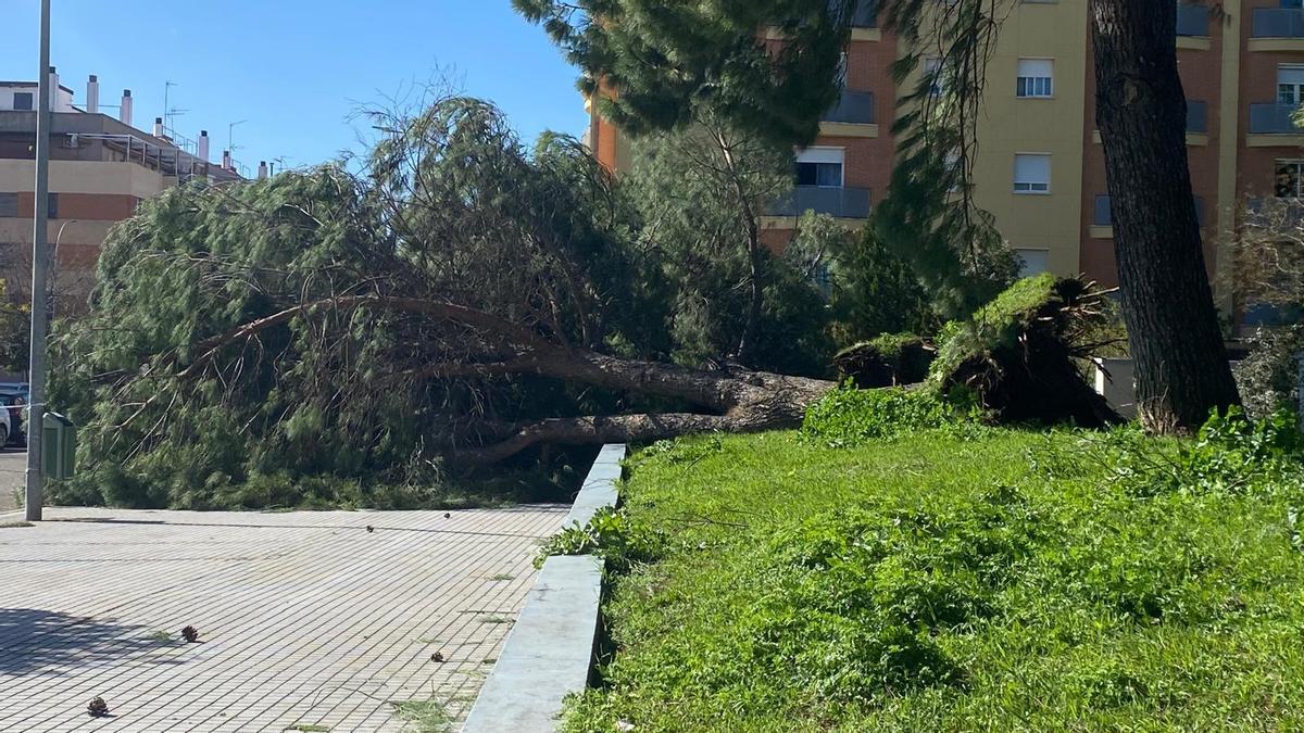 Árboles arrancados de cuajo por el viento en Fátima, este sábado por la mañana.