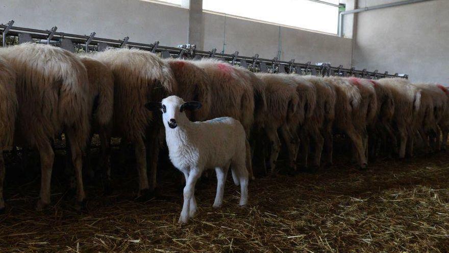 UPA-COAG advierte a las industrias lácteas: &quot;no maniobren&quot; con la leche de oveja