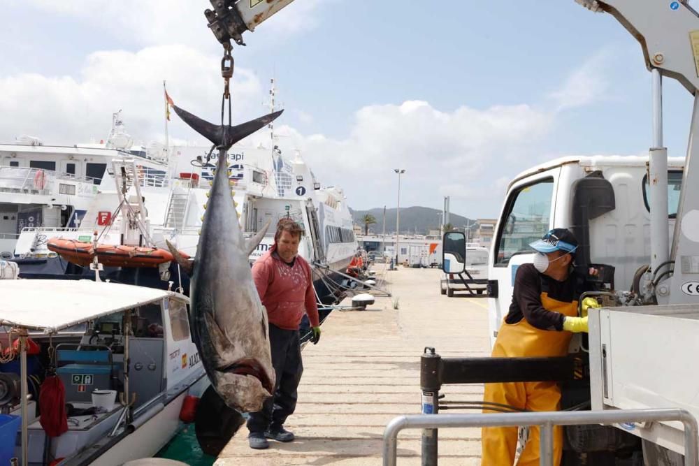 Un ibicenco captura un atún rojo de más de cien kilos