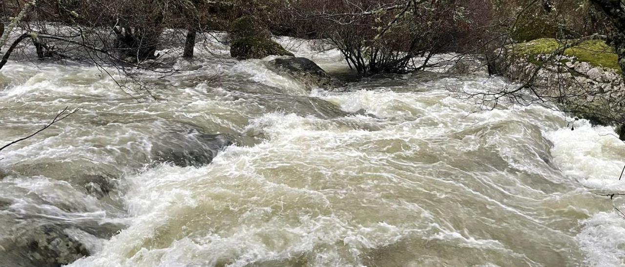 El Tera a su paso por Galende baja con fuerza en dirección a Puebla de Sanabria.