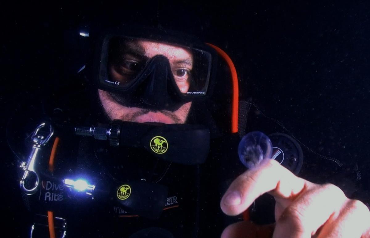 El buzo, Iñaki Ferreiro con uno de los parasitoides durante su devolución al mar tras su estudio por el CSIC. | Manuel E. Garci (Instituto de Investigaciones Marinas CSIC)
