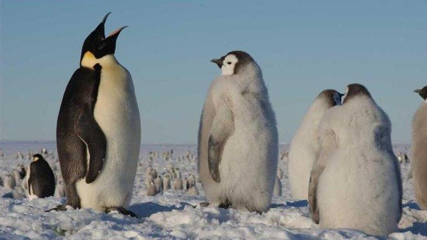 Un estudio urge tomar medidas para proteger el pingüino emperador