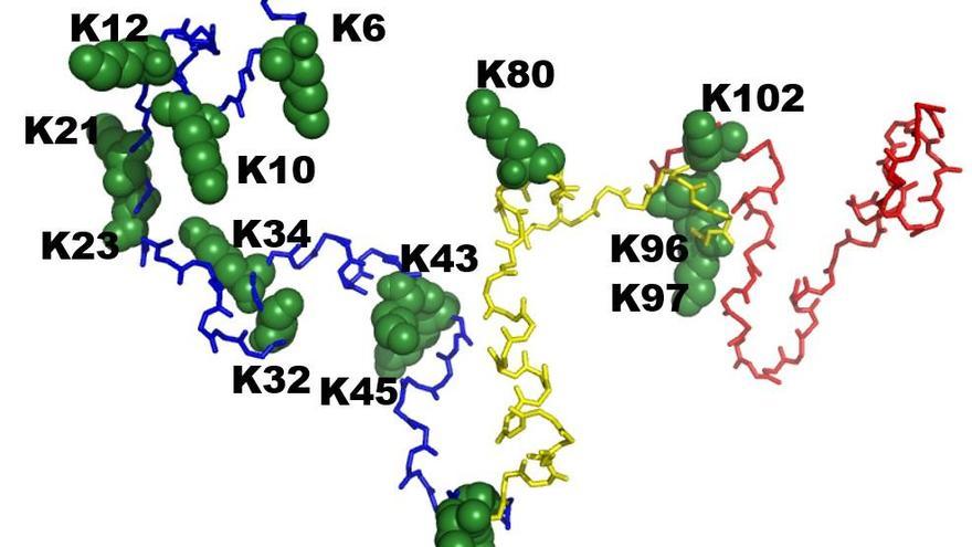 Científicos de la UIB explican cómo la diabetes influye en el desarrollo del Parkinson