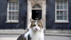 El Larry, el gat oficial de Downing Street, també s’atreveix amb les guineus
