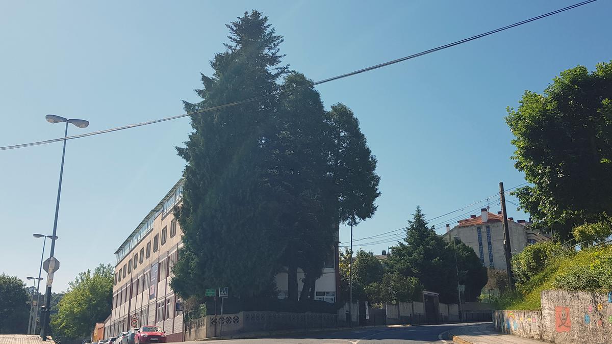 Alguno de los árboles que serán talados por amenazar la estructura del inmueble.