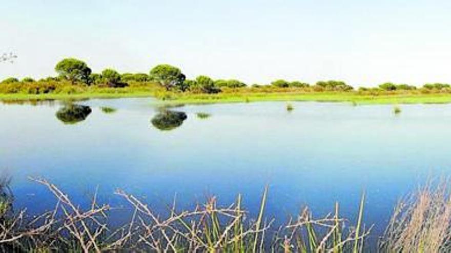 Dos imágenes del mismo lugar (lagunas del Moral, en Doñana), tomadas con pocos años de diferencia. | CSIC