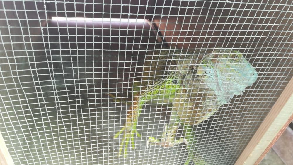 La iguana Iggy en la jaula y después en su nuevo hogar tras ser localizada en el centro comercial de Torrevieja