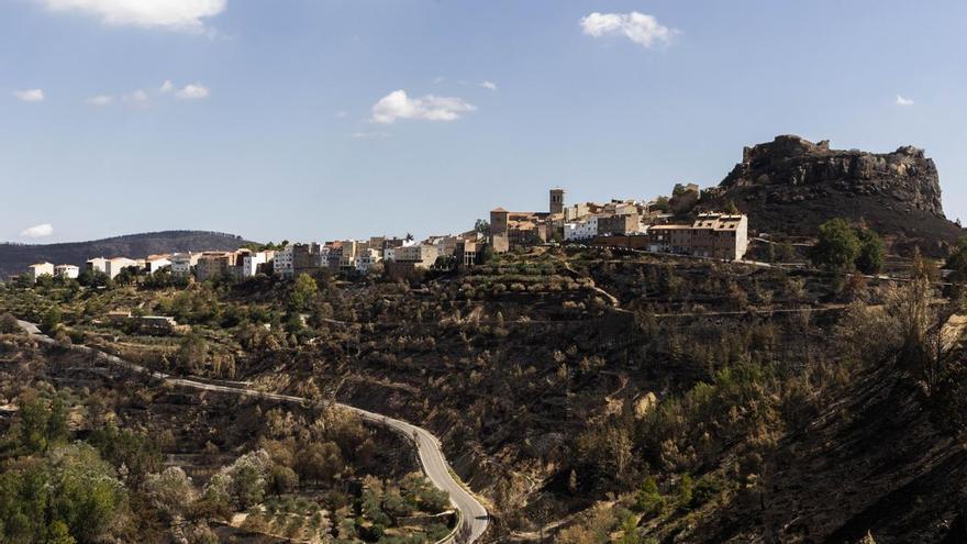 Bejís, la cooperativa que quiere pasar del negro al verde: buscan replantar olivos en la zona quemada por el incendio