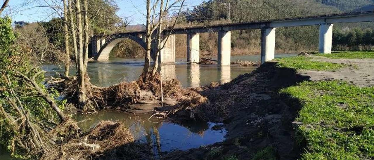 La ribera del prau del Xiringüelu, en Pravia, afectada por las avenidas del río Nalón.