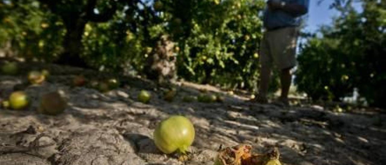 La falta de agua hunde la superficie agrícola  a los niveles de 1970