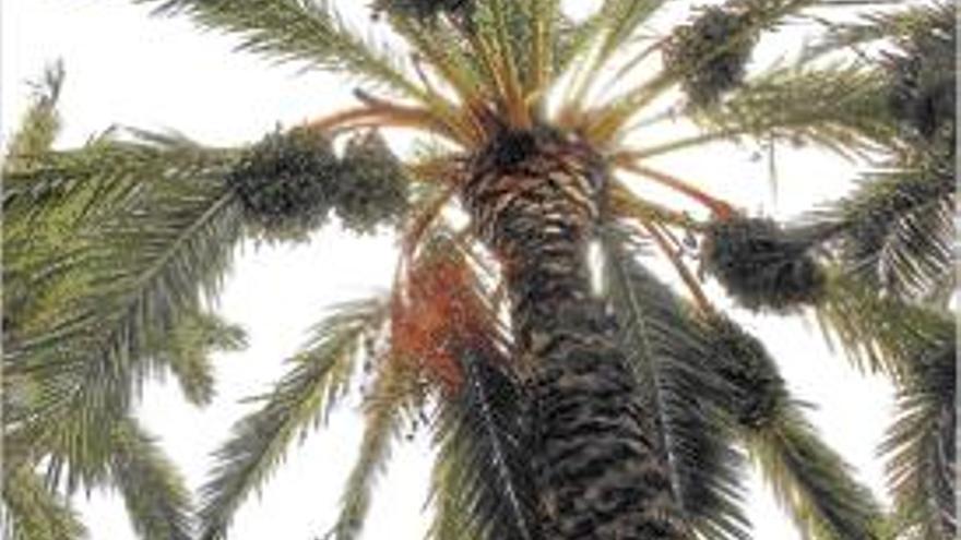 El peso de los dátiles fuerza la caída de la tercera palmera en Valencia