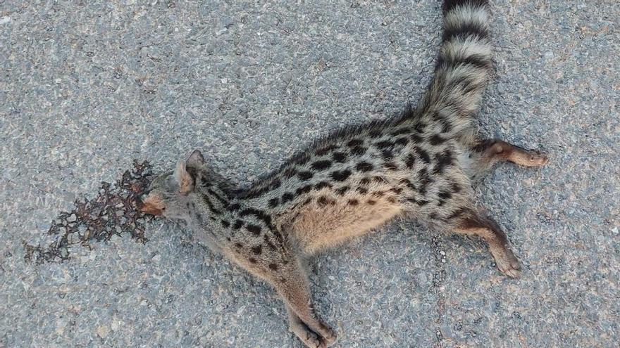 Aparece una gineta muerta atropellada en Ibiza