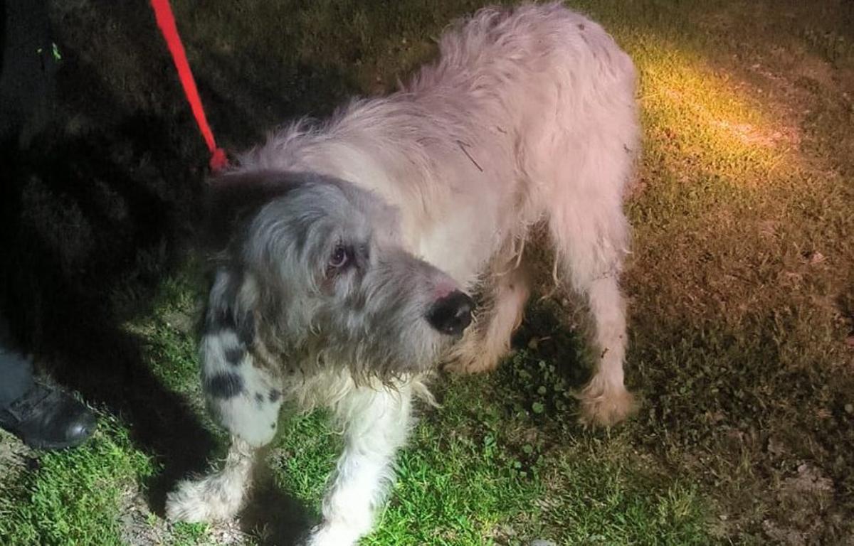 El perro, tras ser encontrado. | FDV