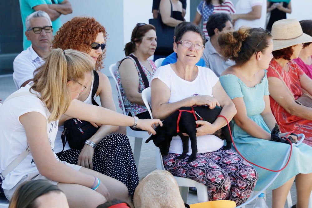 Desfile de perros que buscan un hogar