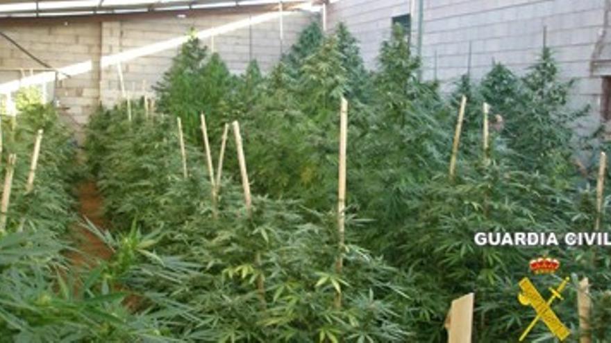 Diecisiete detenidos en la provincia de Badajoz por cultivo y venta de marihuana