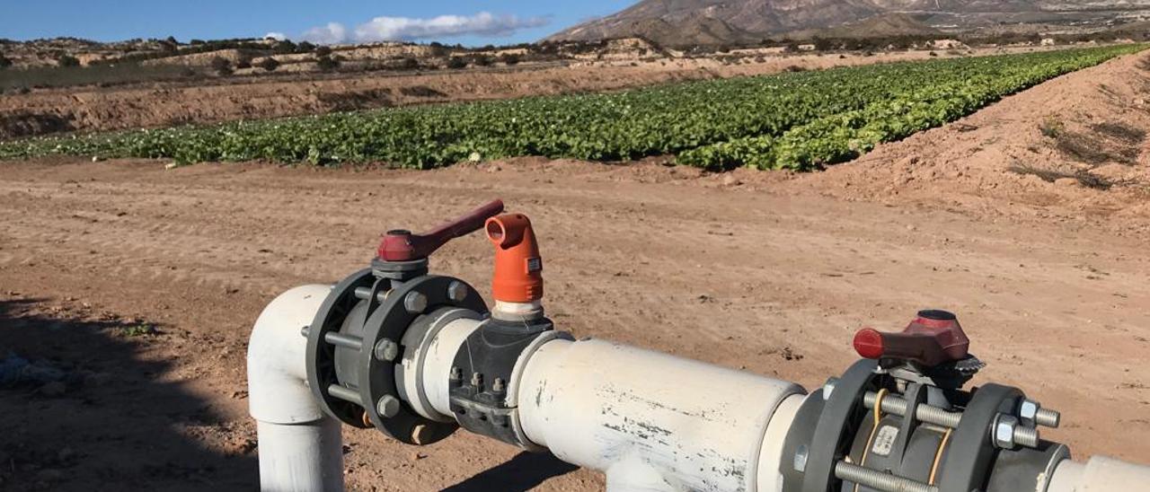 El agua del Júcar regará los campos del Vinalopó con un caudal permanente.