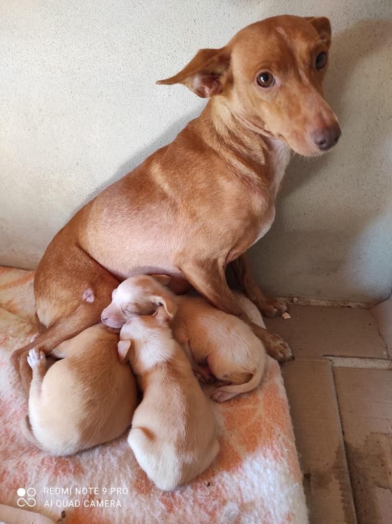 Todos los perros hacinados en el criadero ilegal de Xàtiva están en casas temporales de acogida