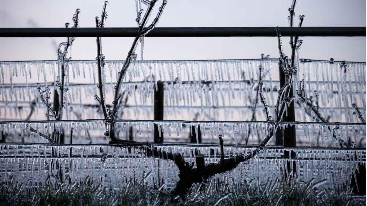 Sistemas de riego por aspersión echan agua sobre los viñedos, para proteger los brotes que florecen, en Chablis.