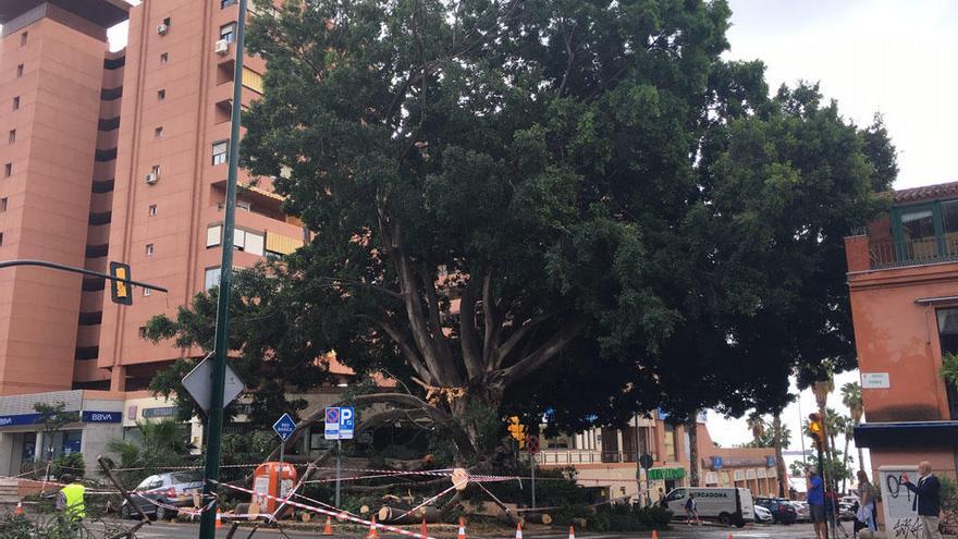 El ficus de Paseo de Sancha, este sábado por la mañana