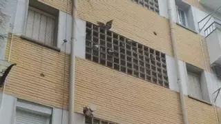 Mérida quiere plantarle cara a las palomas: instalación de jaulas y capturas nocturnas