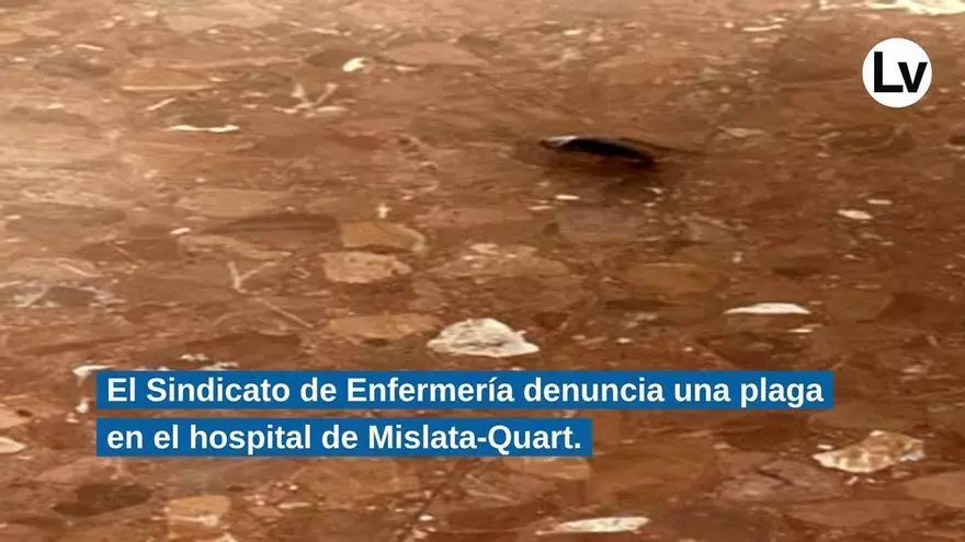 Denuncian una plaga de cucarachas y hormigas en el hospital Militar Quart-Mislata que atiende a pacientes crónicos