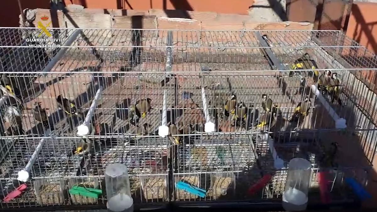 Liberan cientos de aves protegidas en Málaga destinadas a su venta por internet
