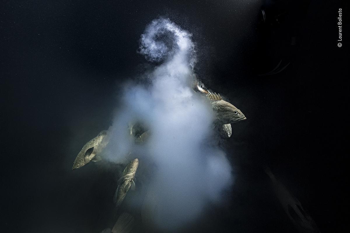 Wildlife Photographer of the Year / Laurent Ballesta / Premio en fotografía bajo el agua.