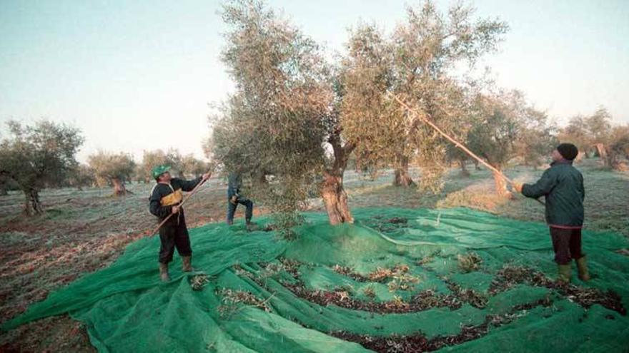 3.231 agricultores extremeños reciben los 7,8 millones de ayudas de la PAC