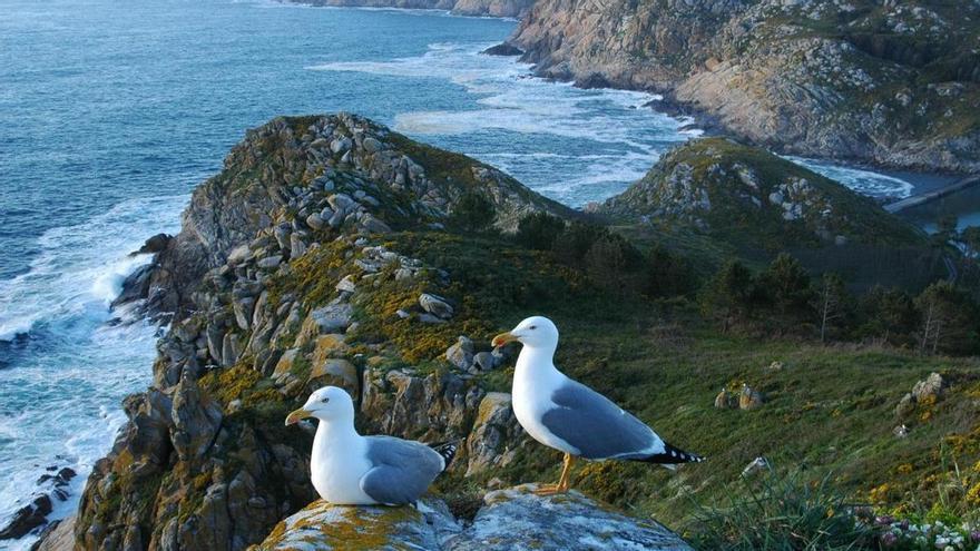 La población de gaviota patiamarilla crece en más del 35% en el Parque Nacional de las Islas Atlánticas durante el último año