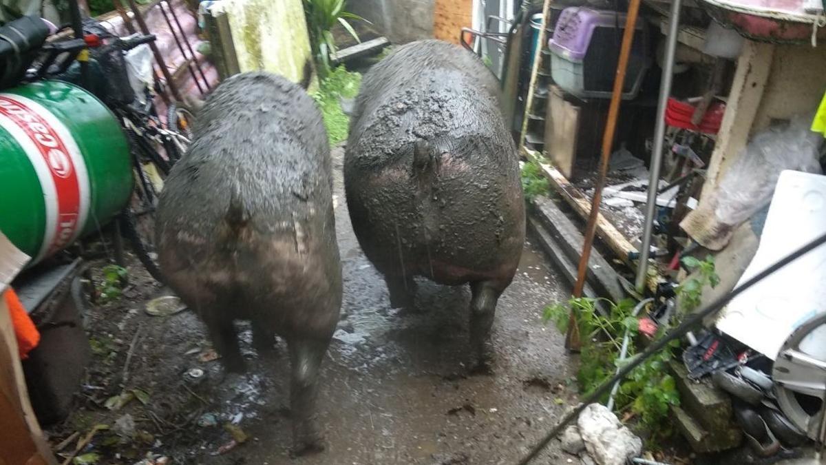 Los dos cerdos encontrados en Coruxo cubiertos por sus propias heces