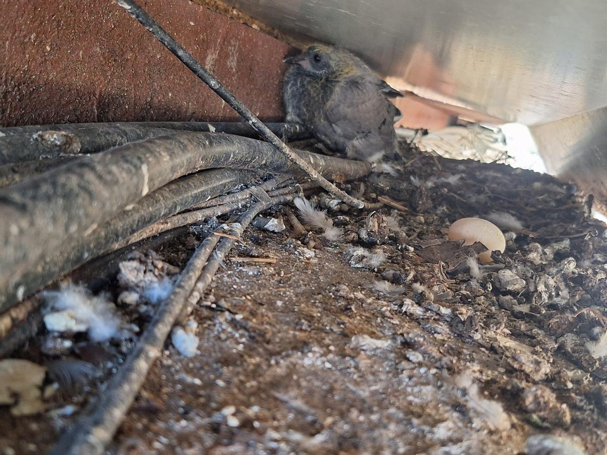 Fotogalería | Los vecinos del Casco Antiguo de Badajoz se quejan de las palomas