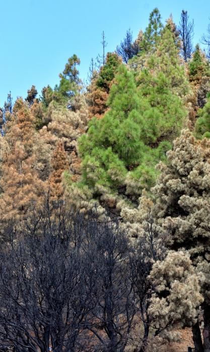 INCENDIO CUMBRE