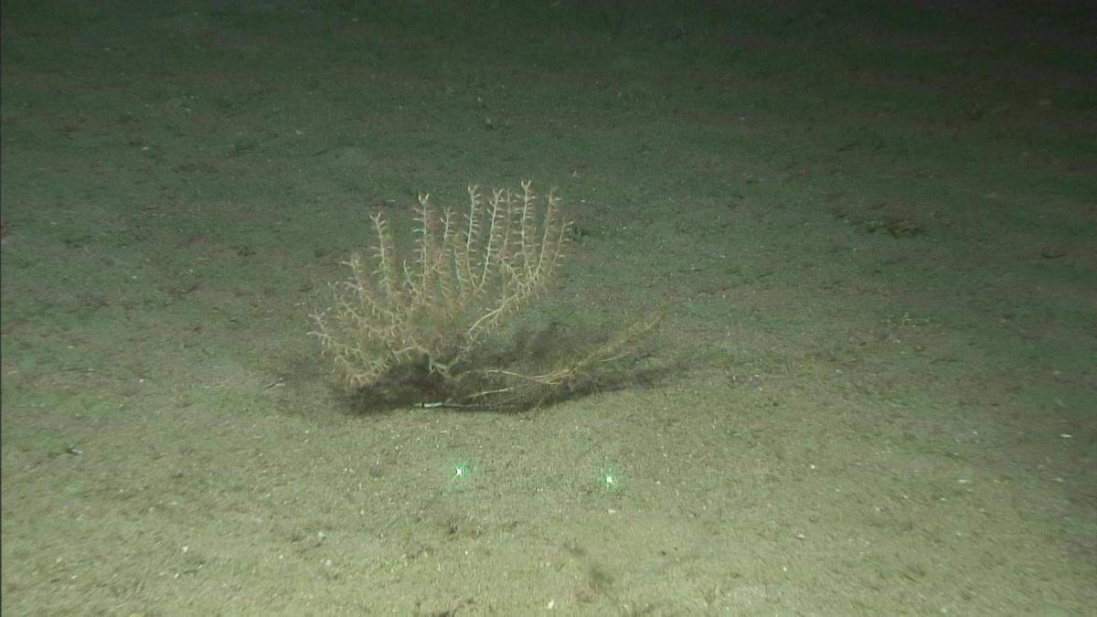 Ejemplar del coral bambú (Isidella elongata), especie vulnerable y protegida encontrada en varios puntos de los montes submarinos explorados
