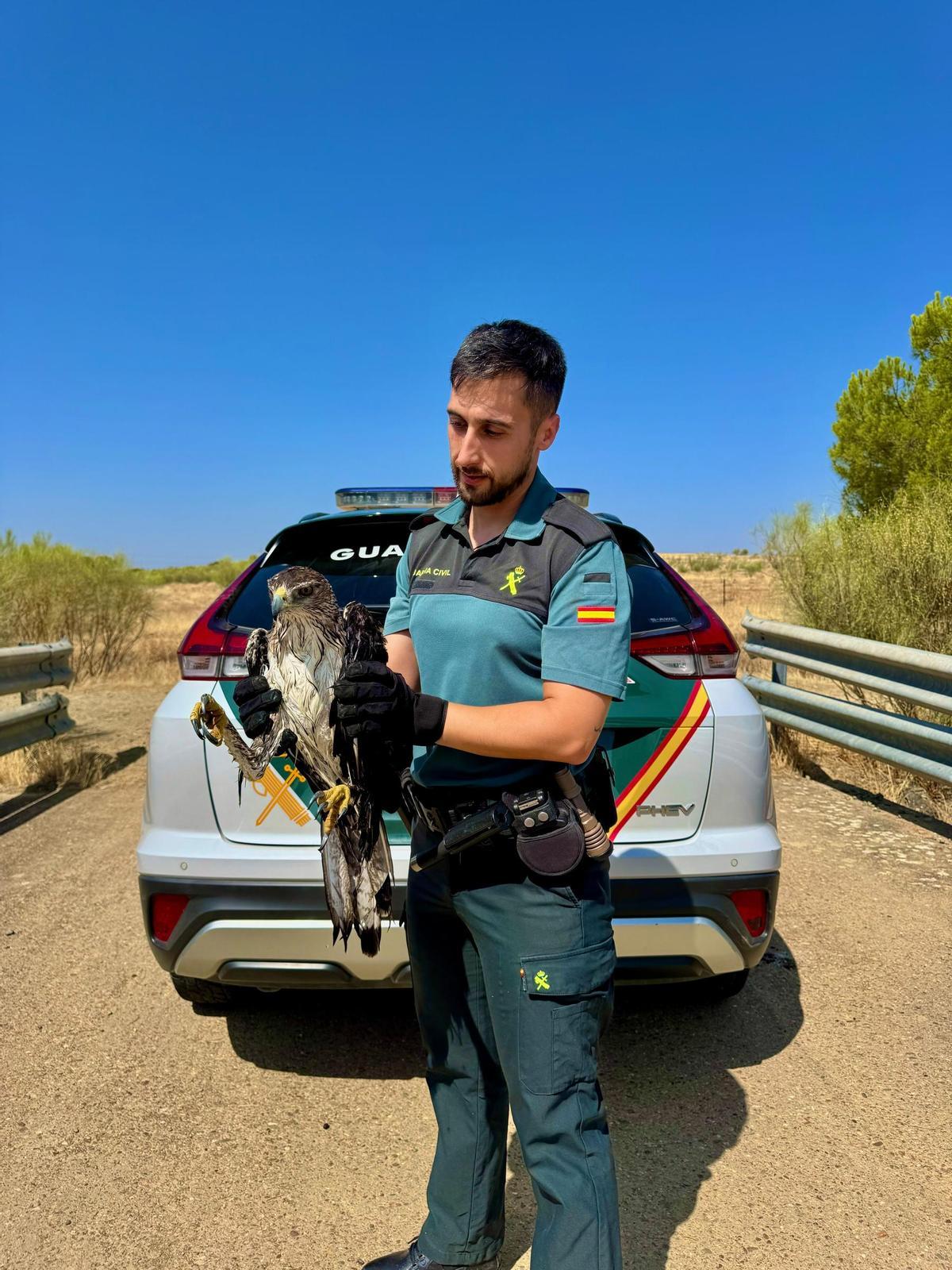 Agente de la Guardia Civil sosteniendo el águila rescatada.