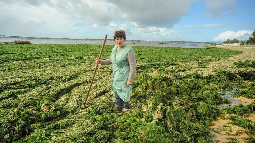 Una mujer recoge algas ayer en el arenal de O Terrón, en Vilanova de Arousa. // Iñaki Abella