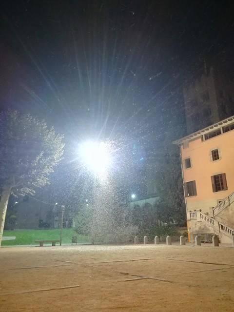 Plaga de papallones del boix a Ripoll