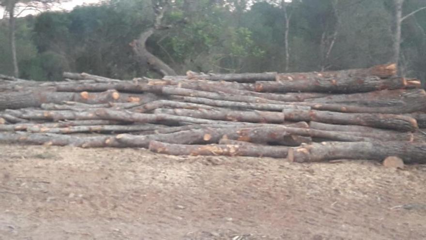 Cort pide al Govern que inspeccione la tala de pinos de Can Tàpera