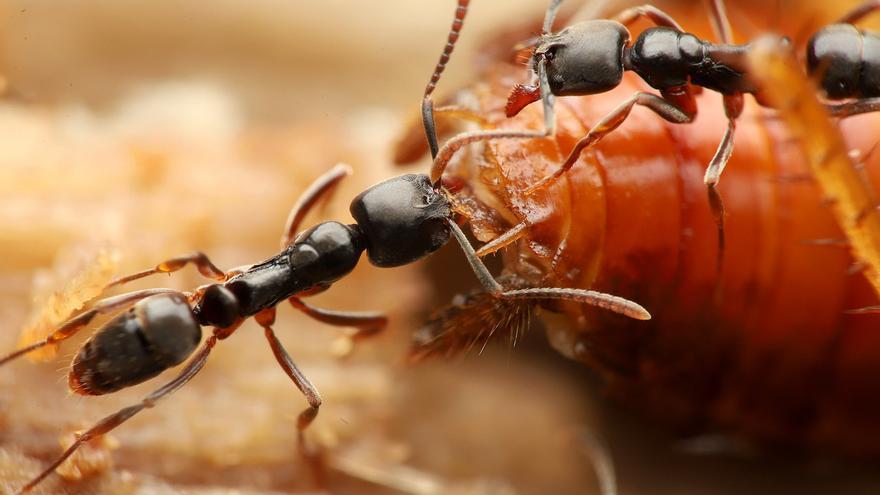 Llega a Europa la peligrosa hormiga aguja, de potente picadura y que causa alergias
