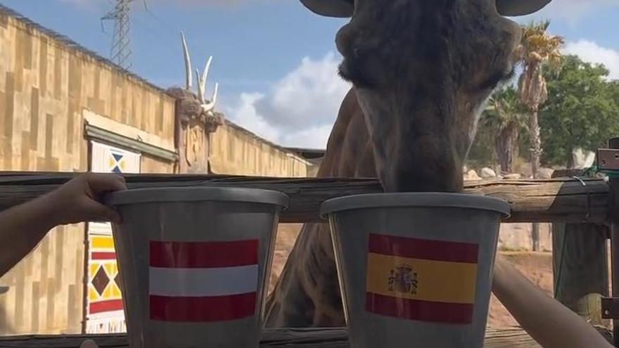 Fali, la jirafa de Terra Natura Murcia que acierta los resultados de España en el Mundial