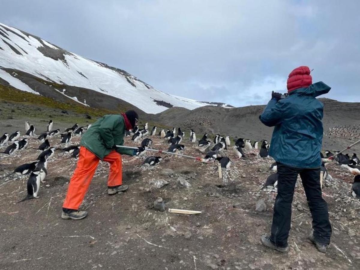 Una expedició científica a l’Antàrtida per a conéixer la personalitat dels pingüins