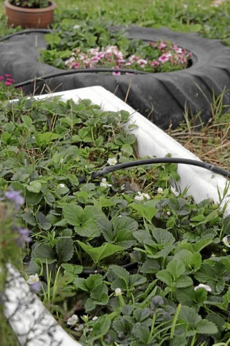 In ihrem Garten bei Sencelles züchtet Heide Göbel wilde Kräuter, Gemüse sowie Zierpflanzen mit Blüten, die nicht nur essbar sind, sondern richtig gut schmecken.