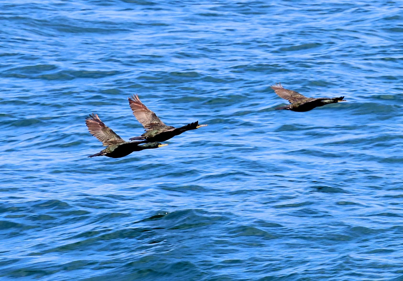 La temperatura del agua en la ría de Vigo alcanza récord