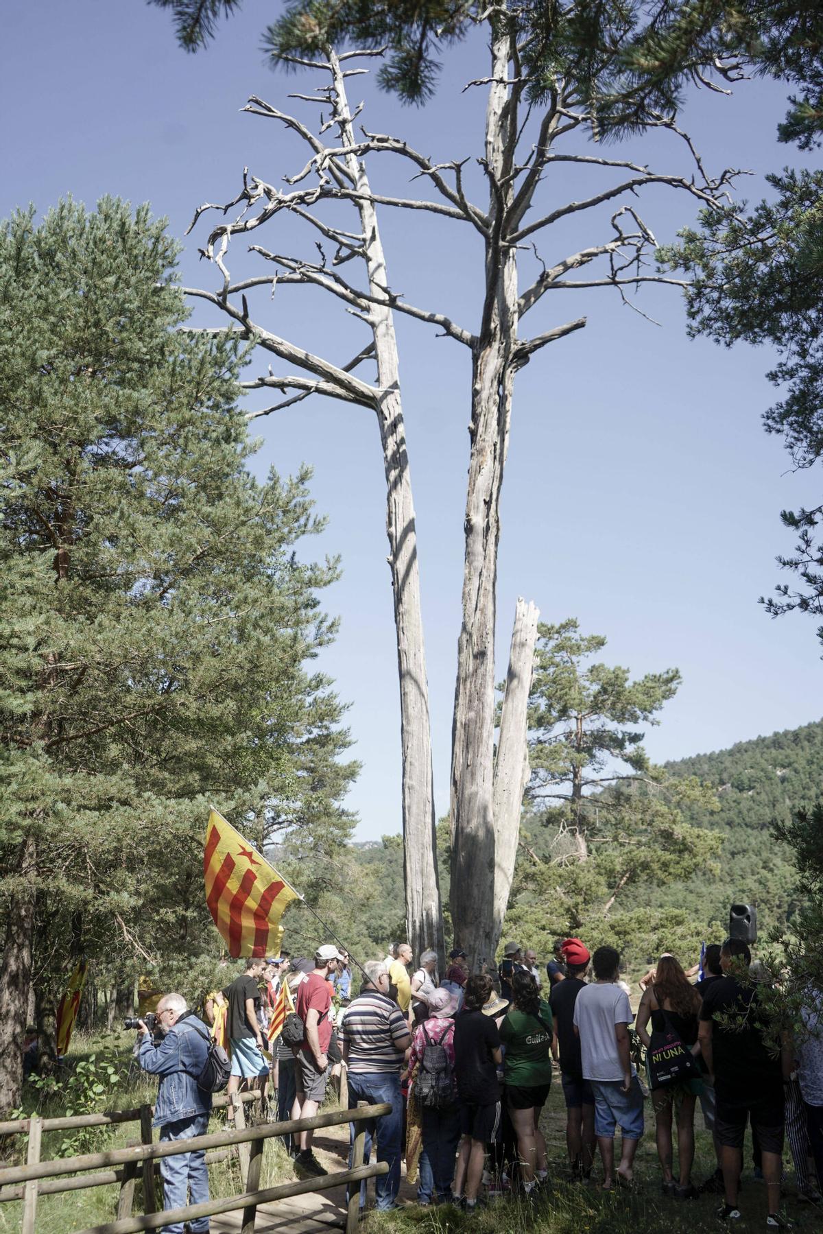 Imatges de l'Aplec del Pi de les Tres Branques Imatges de l'Aplec del Pi de les Tres Branques