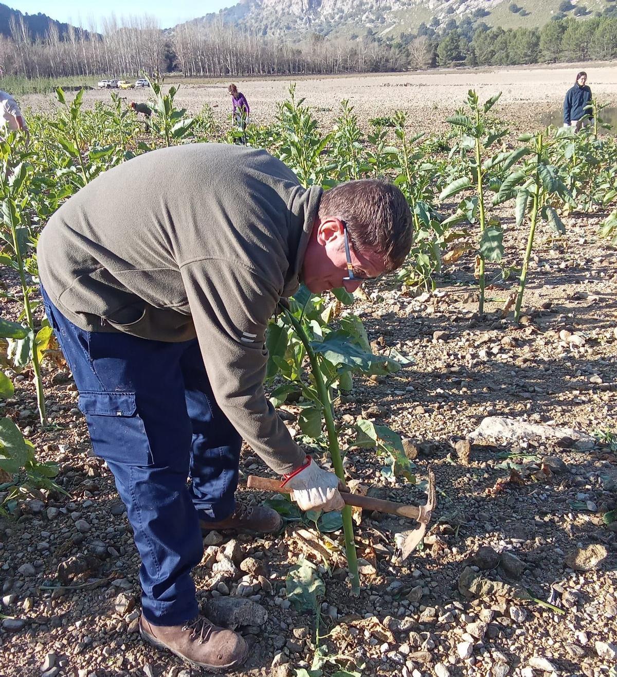Otra imagen de los trabajos de eliminación de la planta.