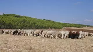 La viruela ovina inmoviliza 3,5 millones de animales en Castilla La Mancha