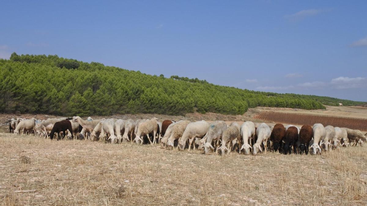 Ovejas manchegas.